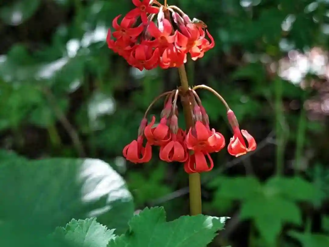 怕麻烦是记忆单词的最大障碍，高中英语必背3500单词-55我拆你看